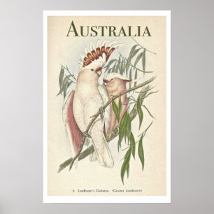 Vintages australisches Galah-Poster Poster