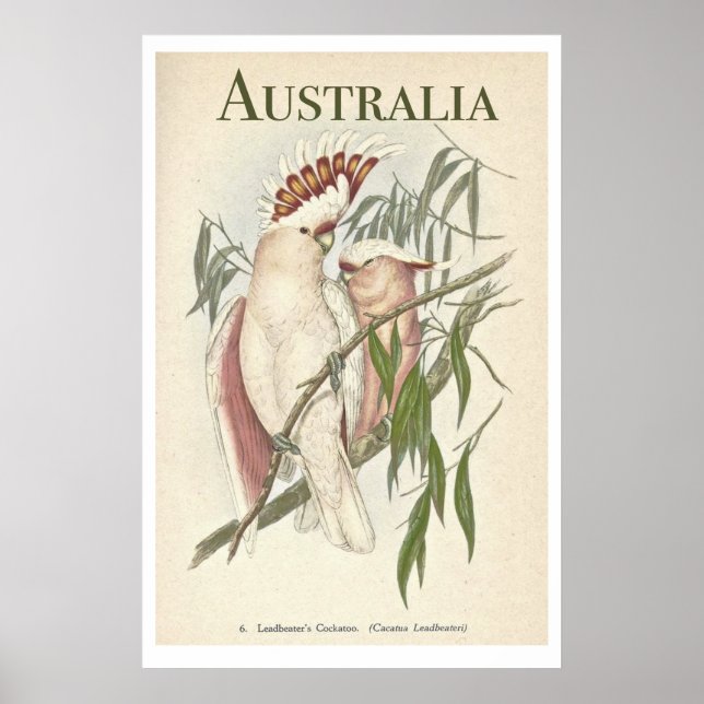 Vintages australisches Galah-Poster Poster (Vorne)