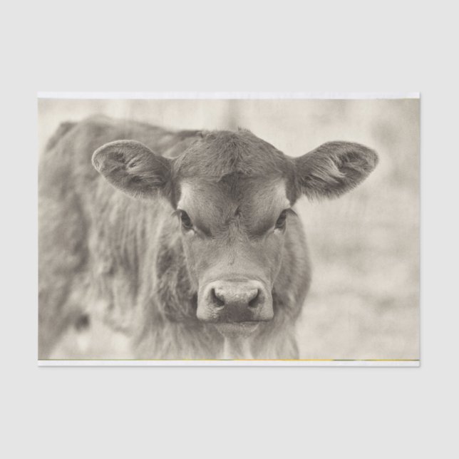 Vintages Baby Cow Calder Tissue Paper Seidenpapier (Vorderseite)