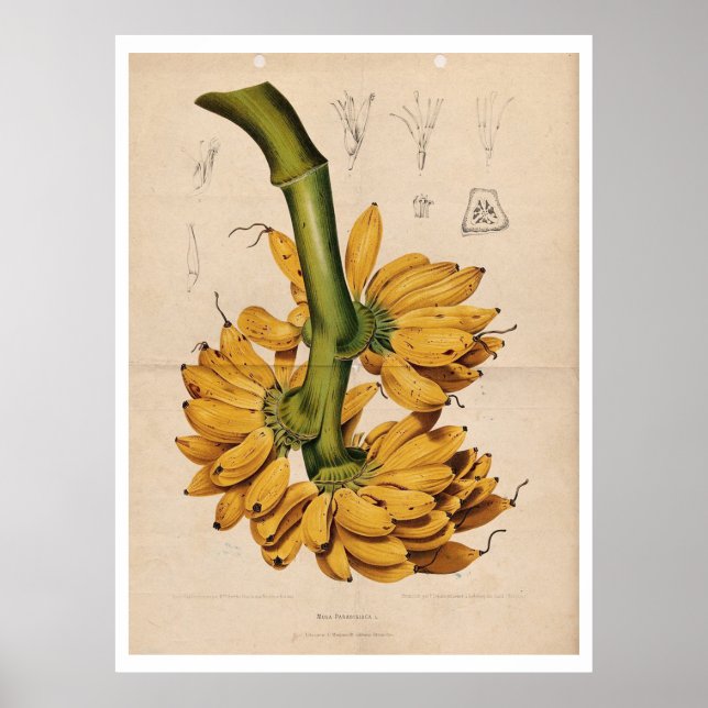 Vintages Bananenposter Poster (Vorne)