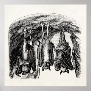 Vintages Bat 1800s Fliegenfuchs-Bat Poster