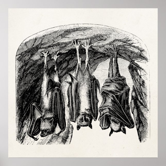 Vintages Bat 1800s Fliegenfuchs-Bat Poster (Vorne)