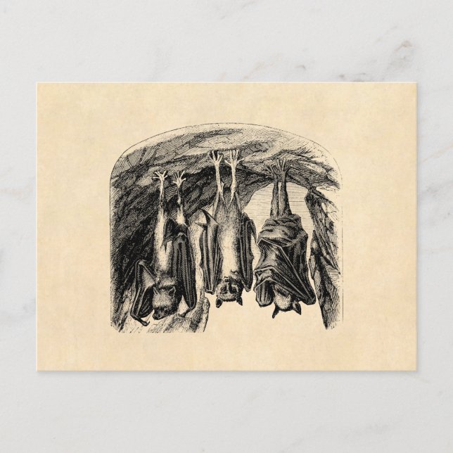 Vintages Bat 1800s Fliegenfuchs-Bat Postkarte (Vorderseite)