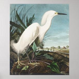 Vintages Bird-of-Preisträger - Kunst, Dichtung und Poster