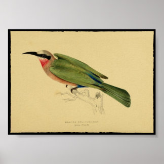 Vintages Bird-Poster Poster