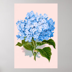 Vintages Blaulauchblauer Hydrangea Poster