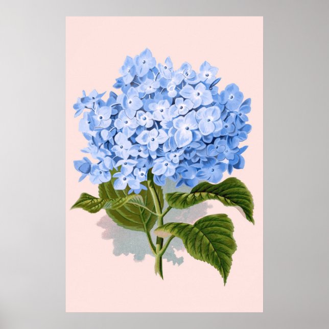Vintages Blaulauchblauer Hydrangea Poster (Vorne)