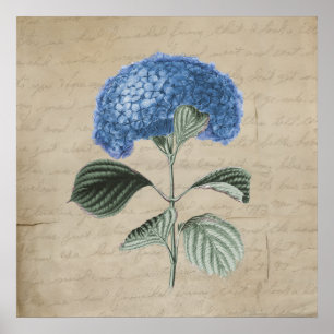 Vintages Blue Hydrangea auf dem alten Pergament Poster