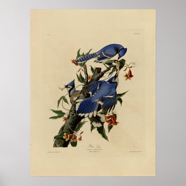 Vintages Bluebird Painting Poster (Vorne)