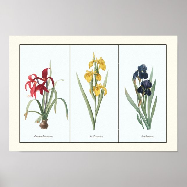 Vintages Blumenstrauß Botanische Kunst Poster (Vorne)