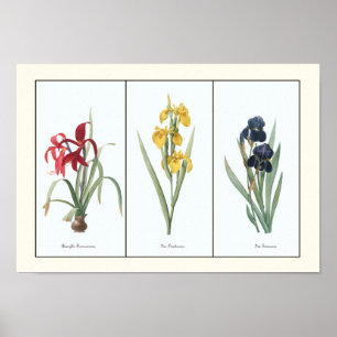 Vintages Blumenstrauß Botanische Kunst Poster