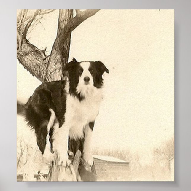 Vintages Border Collie Poster (Vorne)