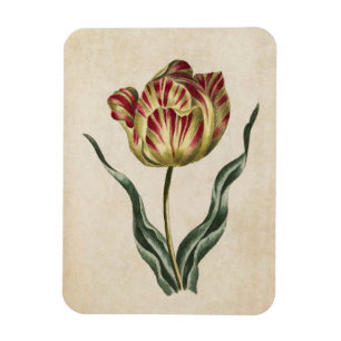 Vintages botanisches Blumenmagnet Magnet