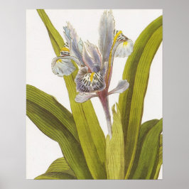 Vintages botanisches Blumenposter; Iris Poster