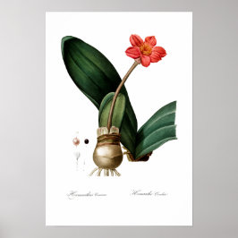 VINTAGES BOTANISCHES BLUT POSTER