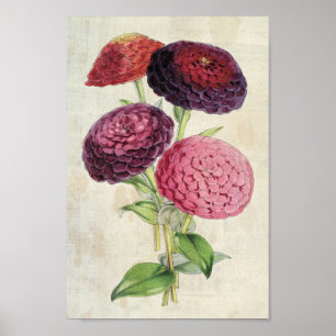 Vintages botanisches Doppelstockbecken Lila Zinnia Poster