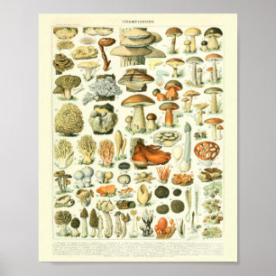 Vintages botanisches Druckpolster-Wissenspatch Poster