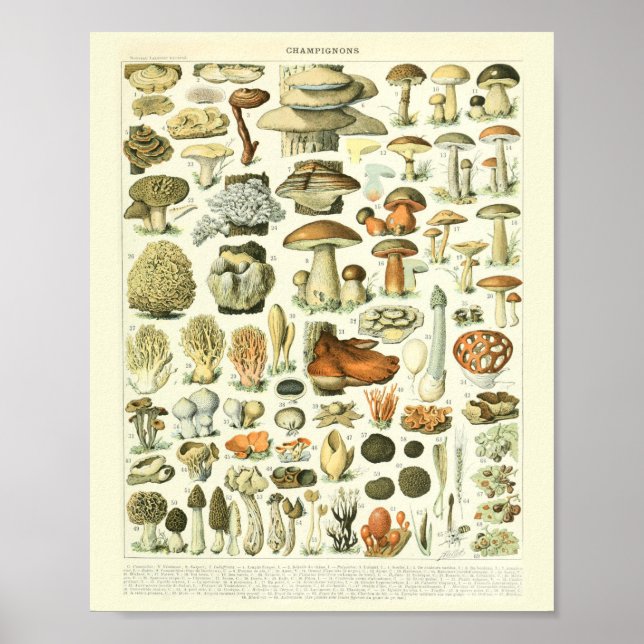 Vintages botanisches Druckpolster-Wissenspatch Poster (Vorne)