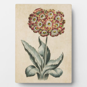 Vintages botanisches florales Auricula Fotoplatte