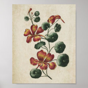 Vintages botanisches florales Nasturtium Print Poster