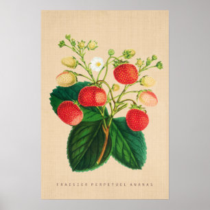 Vintages botanisches - Fraisier unaufhörliche Poster