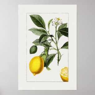 Vintages botanisches Illustrationspaket Poster