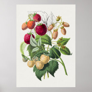 Vintages botanisches Illustrationspaket Poster