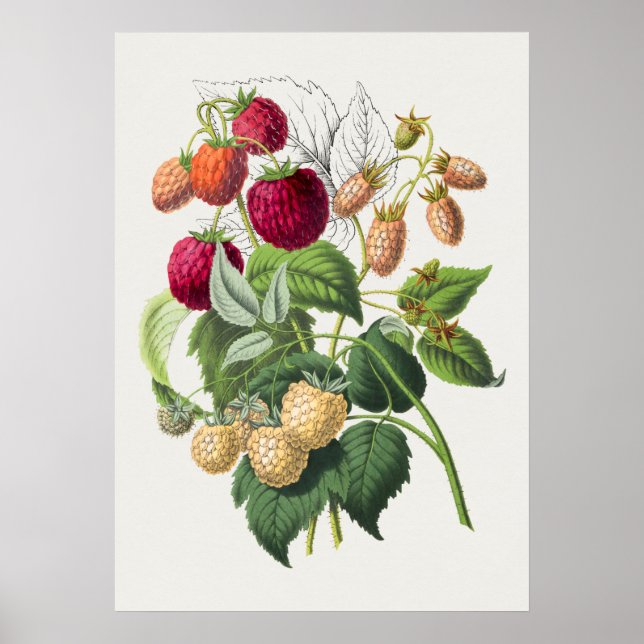 Vintages botanisches Illustrationspaket Poster (Vorne)