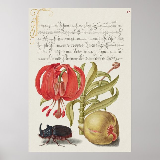 Vintages botanisches Illustrationspaket Poster (Vorne)