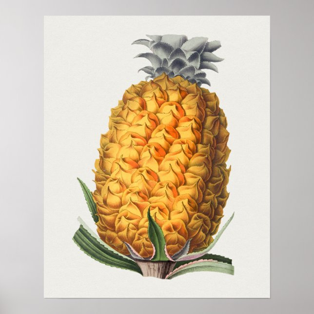 Vintages botanisches Illustrationspaket Poster (Vorne)