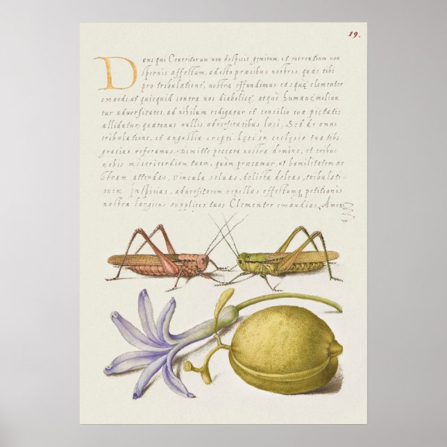 Vintages botanisches Illustrationspaket Poster (Vorne)