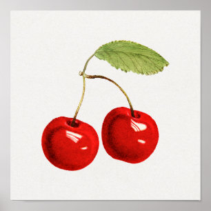 Vintages botanisches Illustrationspaket Poster