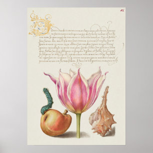 Vintages botanisches Illustrationspaket Poster