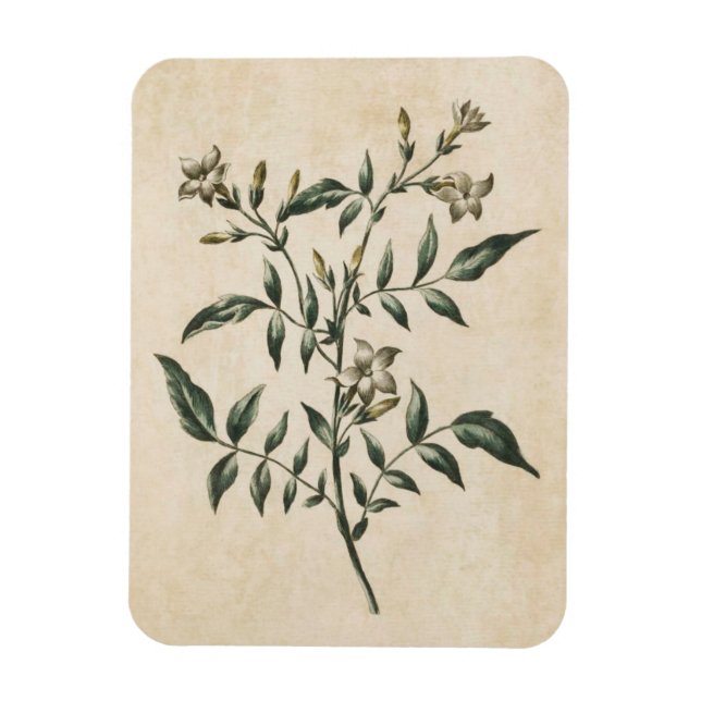 Vintages Botanisches Jasmine Magnet (Vertikal)