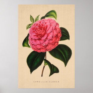 Vintages botanisches - Kamelie Clodia Poster