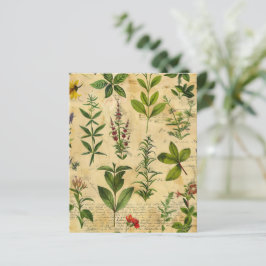 Vintages botanisches Kräuterbuch