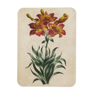 Vintages botanisches Lily Magnet