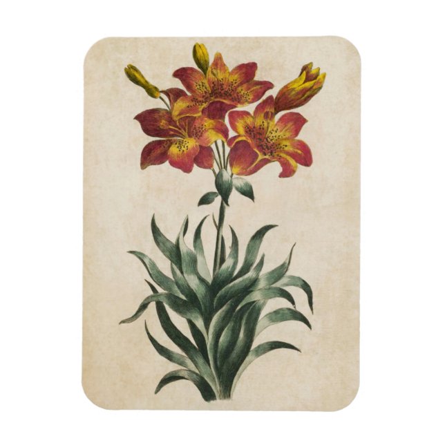Vintages botanisches Lily Magnet (Vertikal)