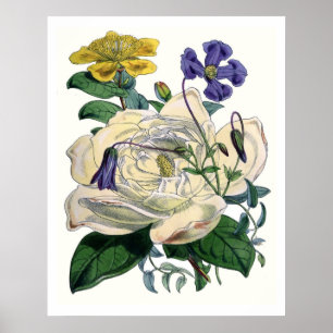 Vintages botanisches Magnolia Poster
