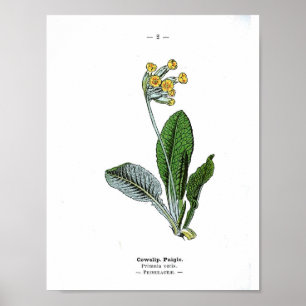 Vintages botanisches Plakat - Cowslip