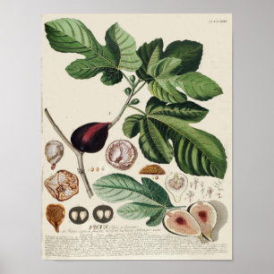 Vintages botanisches Plakat - Feige