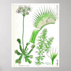 Vintages botanisches Plakat - Fleisch fressende
