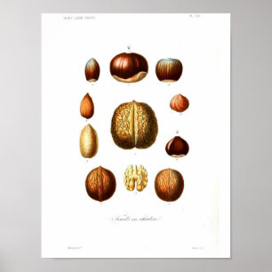 Vintages botanisches Plakat - Nüsse