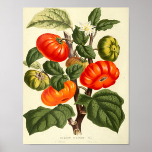 Vintages botanisches Plakat - Tomate