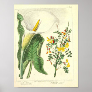 Vintages botanisches Plakat - wilde Blume