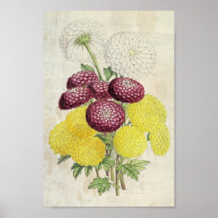 Vintages Botanisches Pompon Chrysanthema Poster