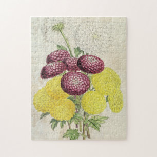 Vintages Botanisches Pompon Chrysanthema Puzzle