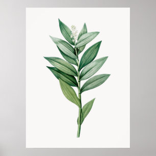 VINTAGES BOTANISCHES POSTER