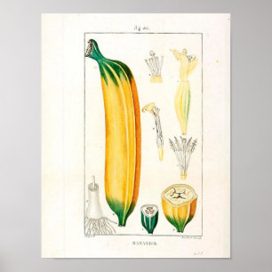 Vintages Botanisches Poster - Bananenfrucht