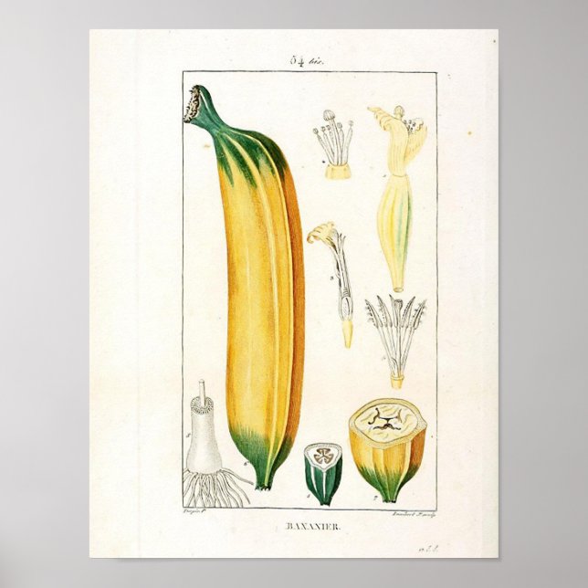 Vintages Botanisches Poster - Bananenfrucht (Vorne)